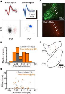 Arousal State-Dependent Alterations in Neural Activity in the Zebra Finch VTA/SNc